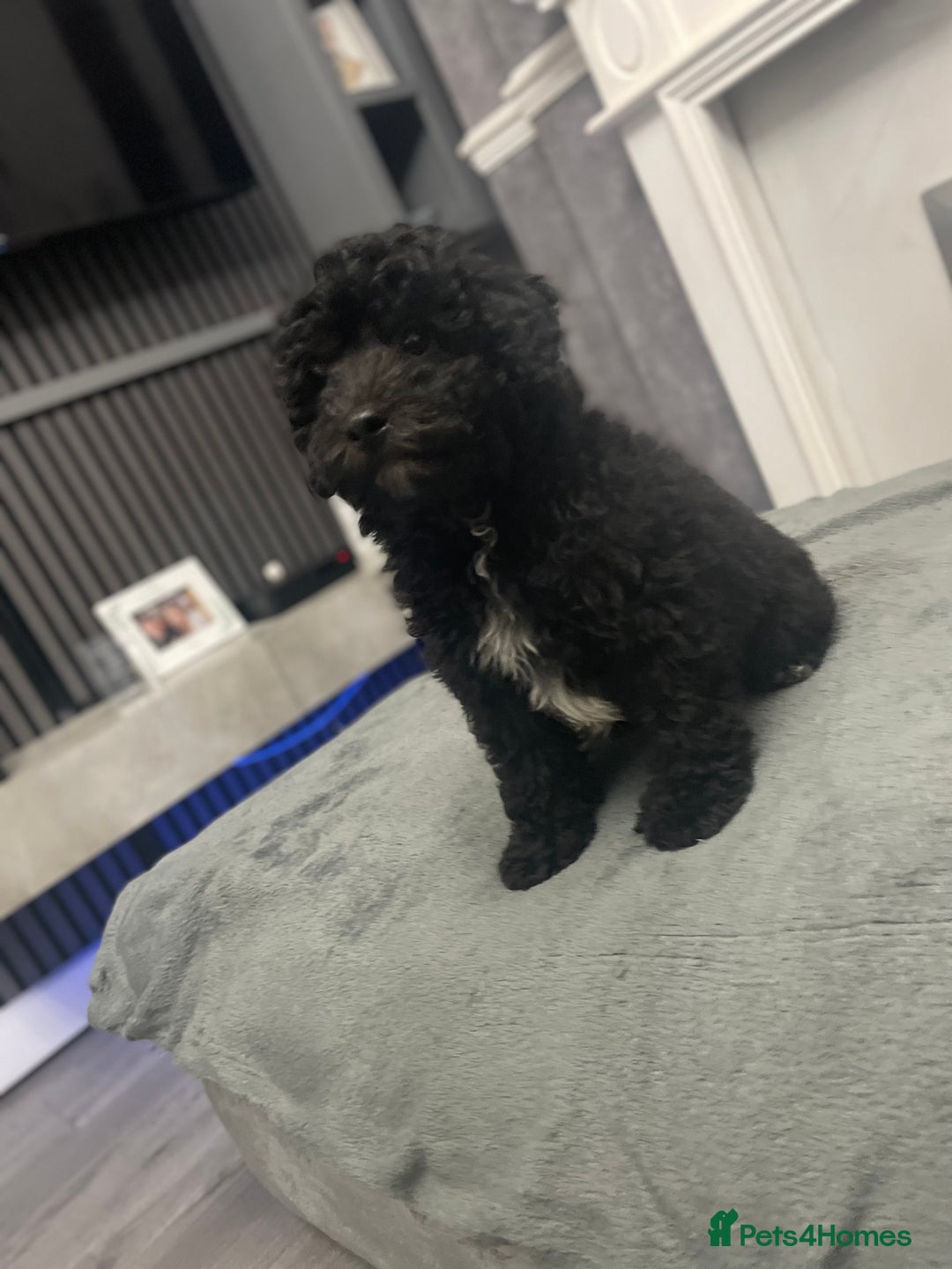 Cockapoo dogs for sale: Last cockapoo puppy left out of 6 - Image 3