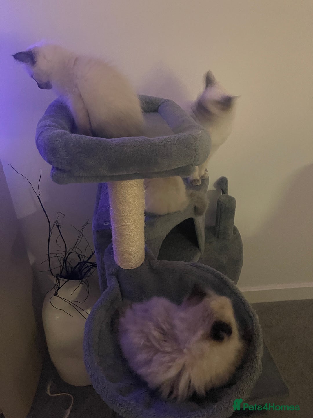Ragdoll cats for sale: One male and one female left - Image 6