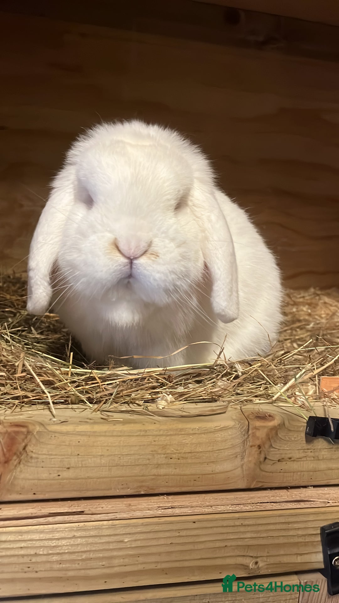 Dwarf Lop rabbits for sale: Trio of drawf lop rabbits - Advert 5