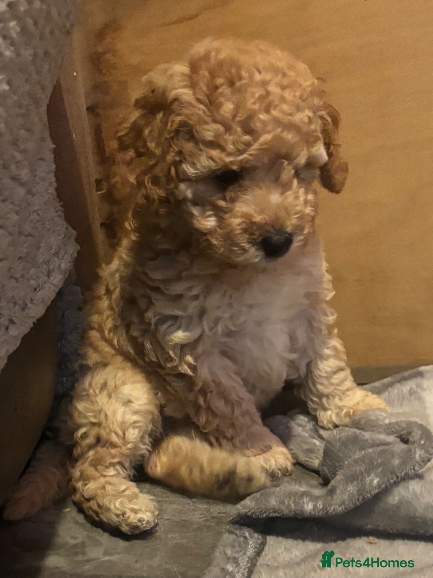 Miniature Poodle dogs for sale: Beautiful Miniature poodles - Advert 16