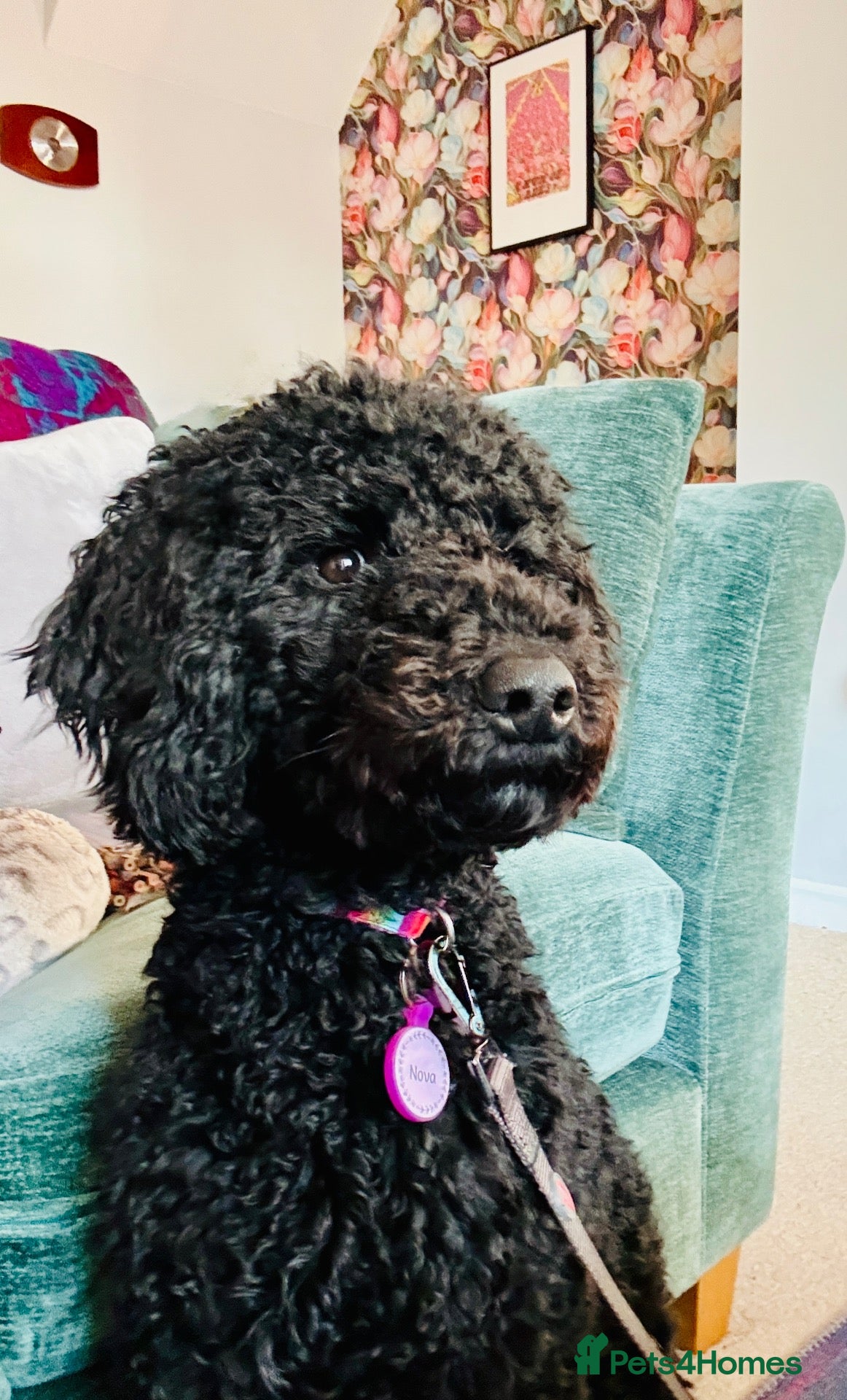 Poodle dogs Happy and loving standard poodle girl - Advert 6