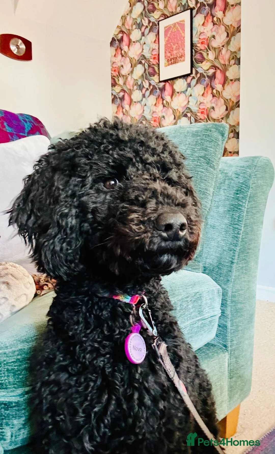 Poodle dogs for sale: Happy and loving standard poodle girl in Halstead - Advert 1
