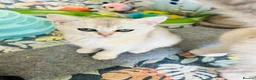 Scottish Fold cats for sale: BEAUTIFUL KITTENS LOOKING FOR THEIR FOREVER HOMES! - Advert 20