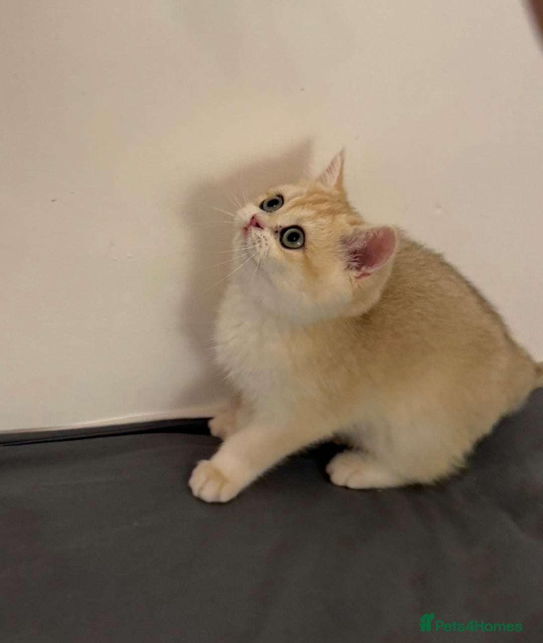 British Shorthair cats for sale: pedigree Golden British Shorthair girl - Image 2
