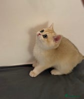 British Shorthair cats - Advert 4