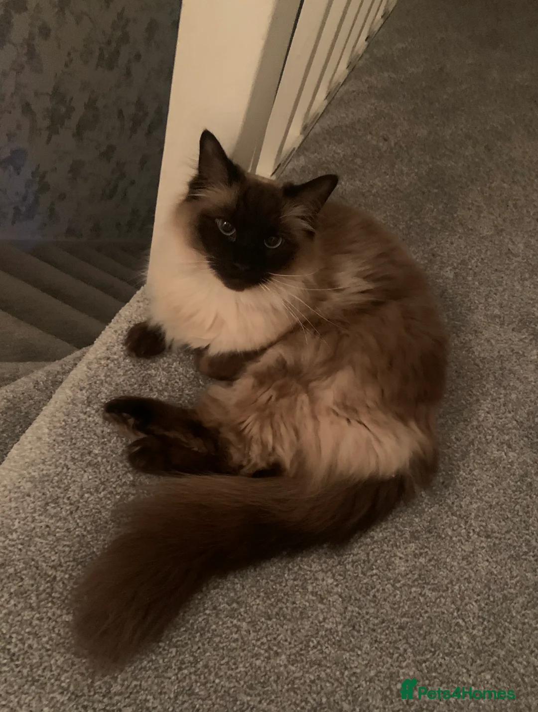 Ragdoll cats for sale: seal mitted ragdoll boy for sale  in Birmingham - Advert 2