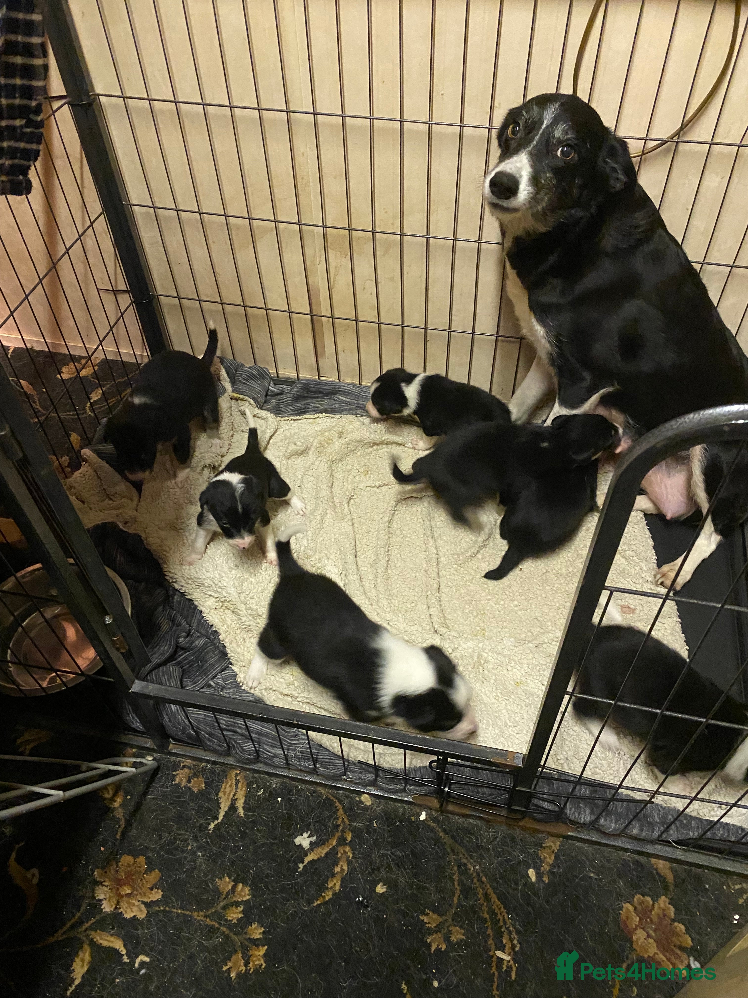 Border Collie dogs Beautiful border collie pups  - Advert 6