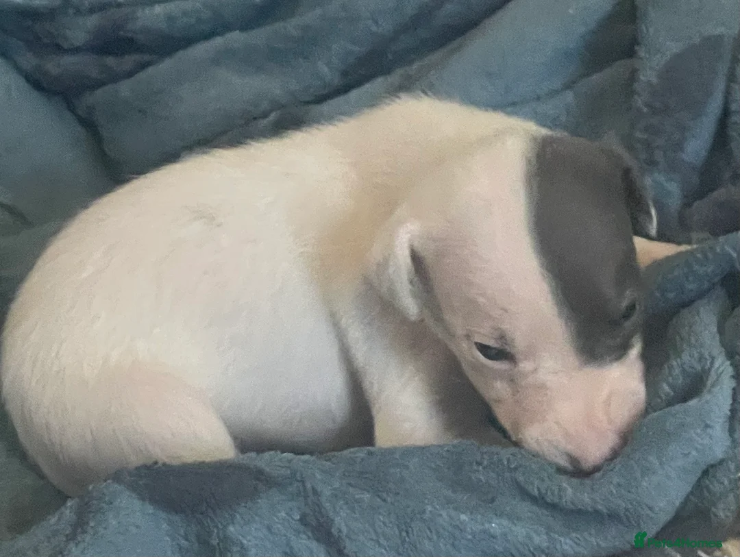 Whippet dogs for sale: Whippet puppies for sale - Advert 4