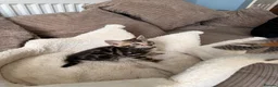 Bengal cats for sale: TICA pure breed Bengal kittens available.  - Advert 14