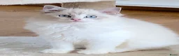 Ragdoll cats for sale: INDOOR GCCF REGISTERED RAGDOLL KITTENS - Advert 16