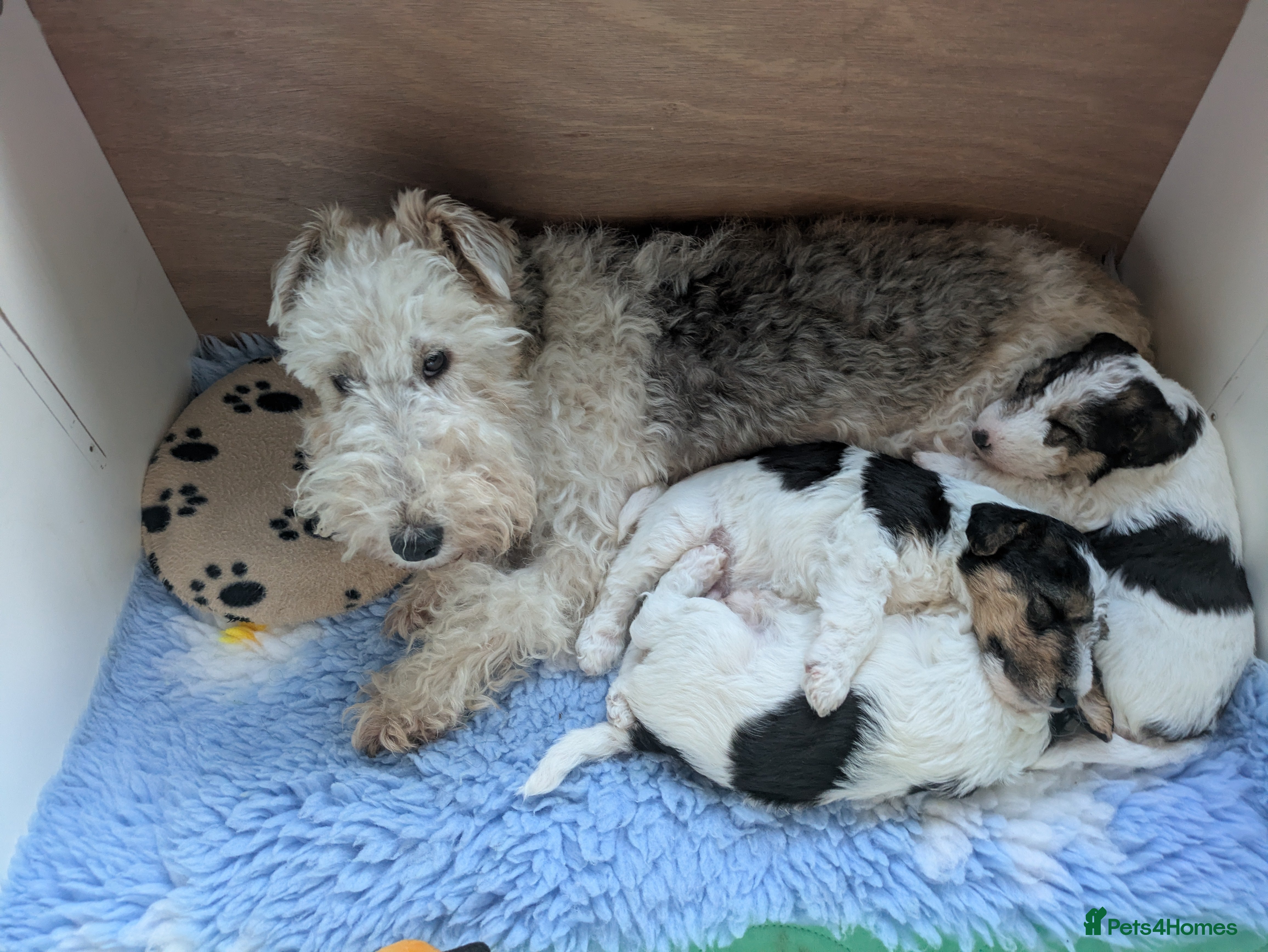 Fox Terrier dogs Beautiful KC litter of 3 boys ( 1 puppy reserved)  - Advert 4