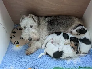 Fox Terrier dogs Beautiful KC litter of 3 boys ( 1 puppy reserved) - Advert 4