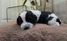 Cockapoo dogs for sale: Cockapoo Puppies Extensive Health Tested - Image 7