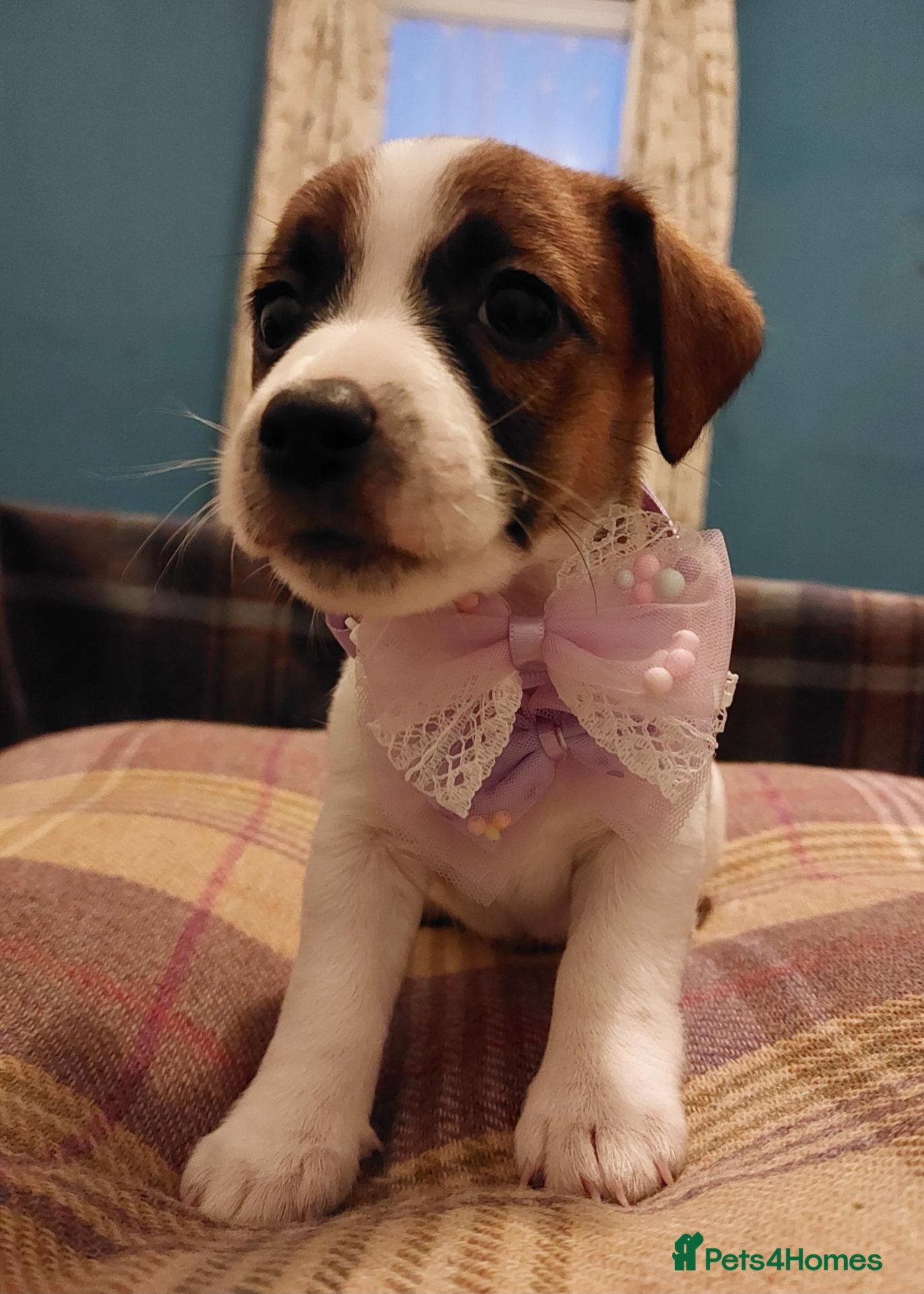 Jack Russell dogs for sale: Adorable 1 BOY left Jack Russell - Advert 20