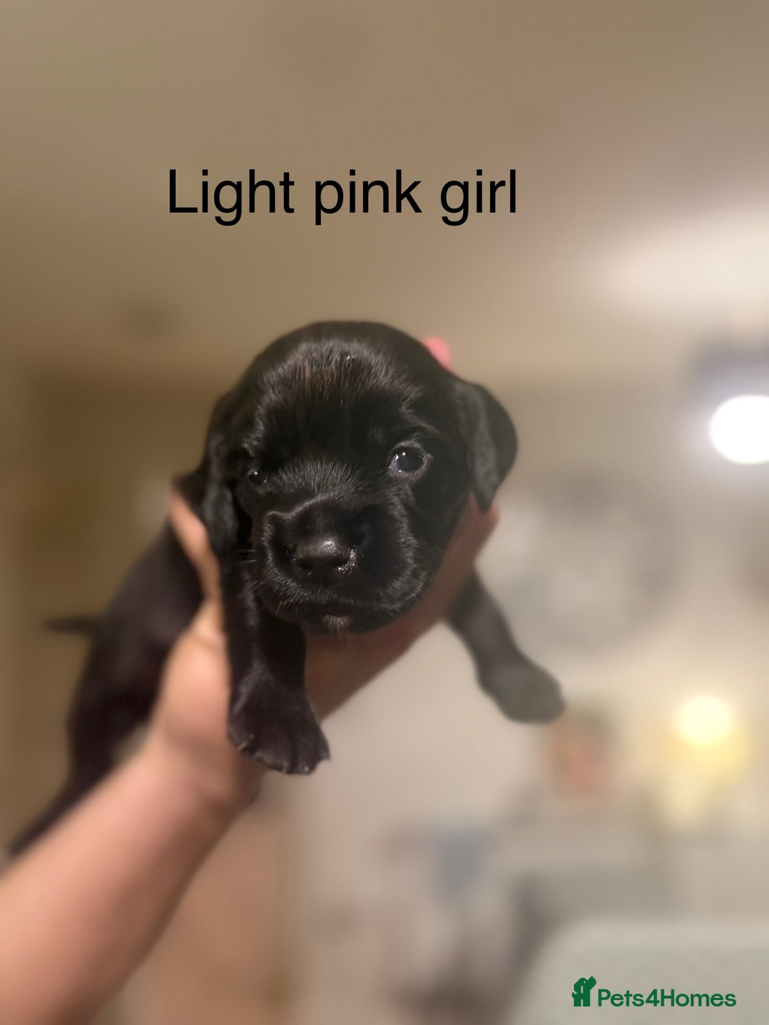 Cocker Spaniel dogs for sale: Working cocker spaniel LAST 2 REMAINING  - Image 9