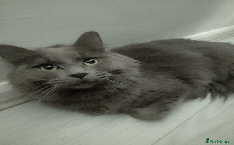 Maine Coon cats - Advert 15