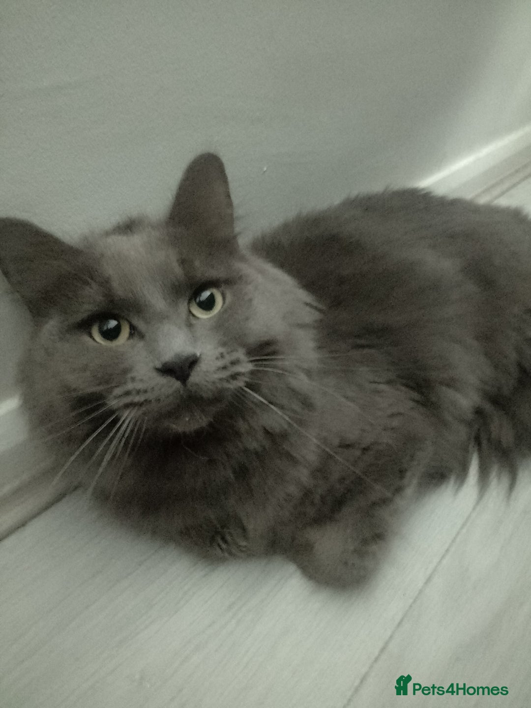 Maine Coon cats for sale: Main coon x Russian Blue Cat - Image 1