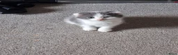Scottish Fold cats for sale: Part scottish fold kittens  in Newbury - Advert 10