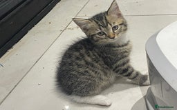 British Shorthair cats for sale: 8 weeks old kittens Ready to be Homed - Image 7