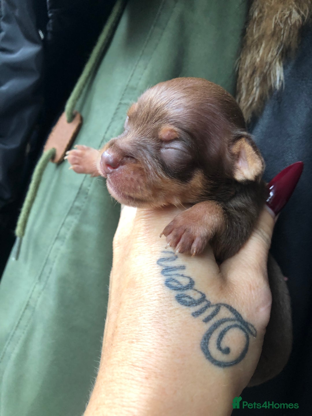 Chihuahua dogs for sale: Beautiful little Chi ready to reserve  - Image 10