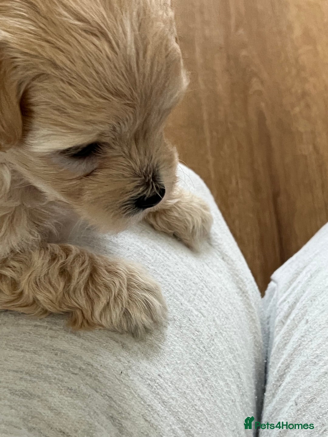 Maltipoo dogs for sale: Maltipoo puppies  - Advert 30