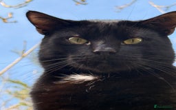 Bombay cats for sale: Paris the Bombay 🖤 - Image 7