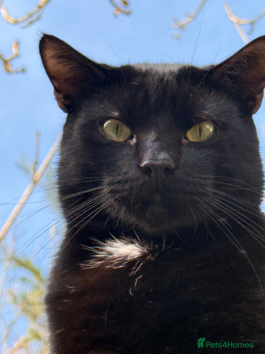 Bombay cats for sale: Paris the Bombay 🖤 - Image 7