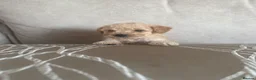 Toy Poodle dogs for sale: 3 Beautiful toy poodle puppies  - Advert 7