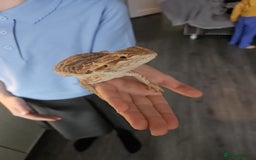 Bearded Dragon reptiles for sale: Bearded dragons  - Image 1
