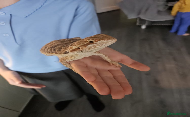 Bearded Dragon reptiles - Advert 2