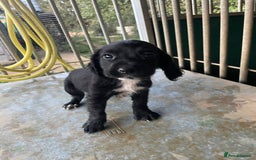 Cocker Spaniel dogs for sale: Working cocker Puppys  - Image 4