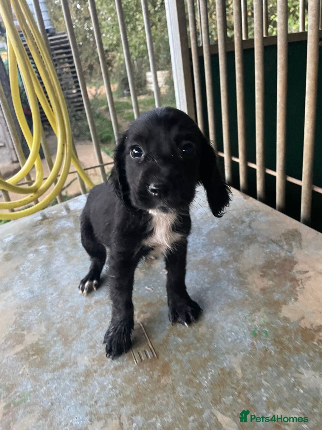 Cocker Spaniel dogs for sale: Working cocker Puppys  - Image 4