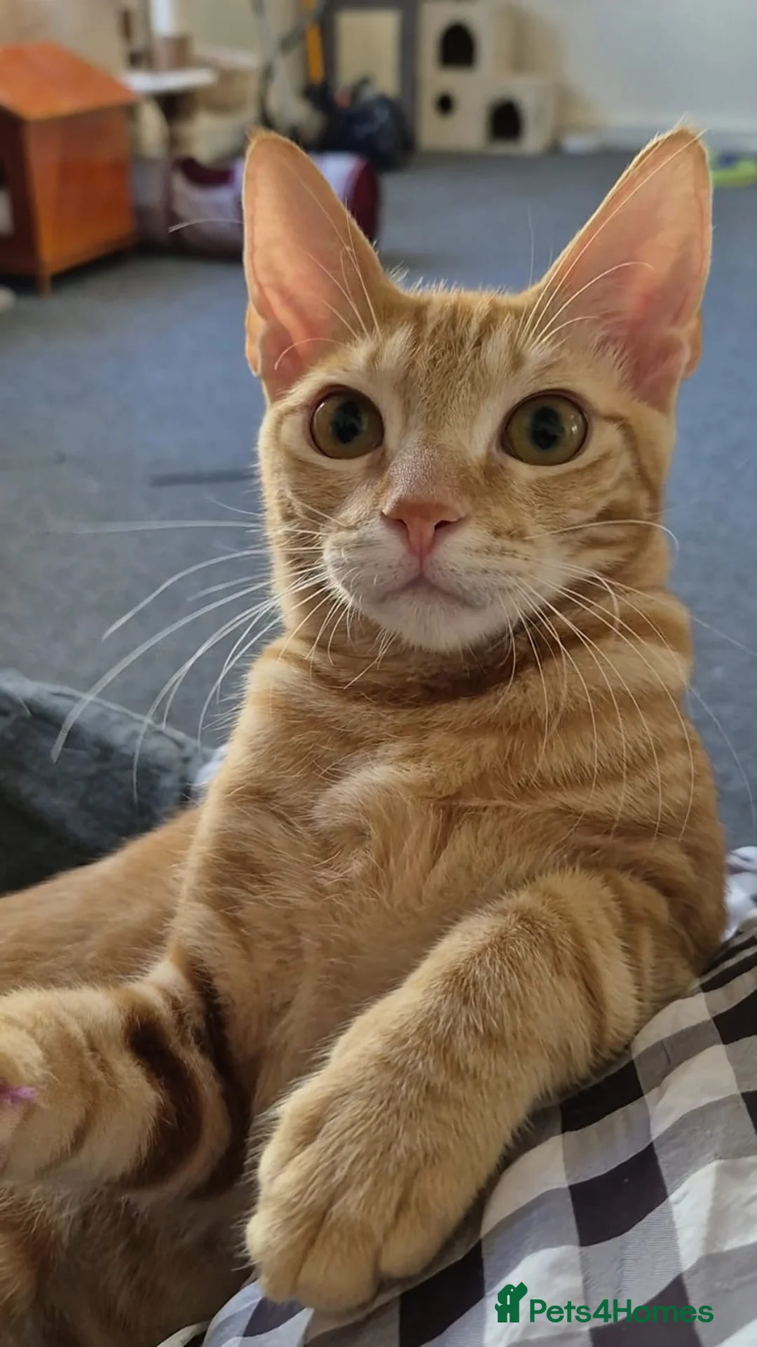 Arabian Mau cats for sale: Meet Mr Bobtail!  - Advert 2
