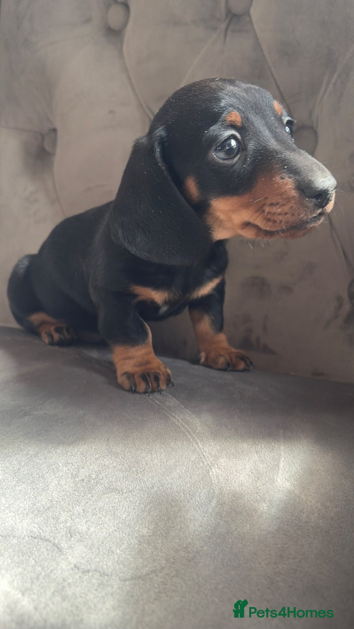 Miniature Dachshund dogs Miniature dachshund Boy  - Advert 6
