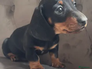 Miniature Dachshund dogs Miniature dachshund Boy - Advert 6