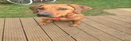 Rhodesian Ridgeback dogs for sale: Rodhisian ridgeback - Advert 10