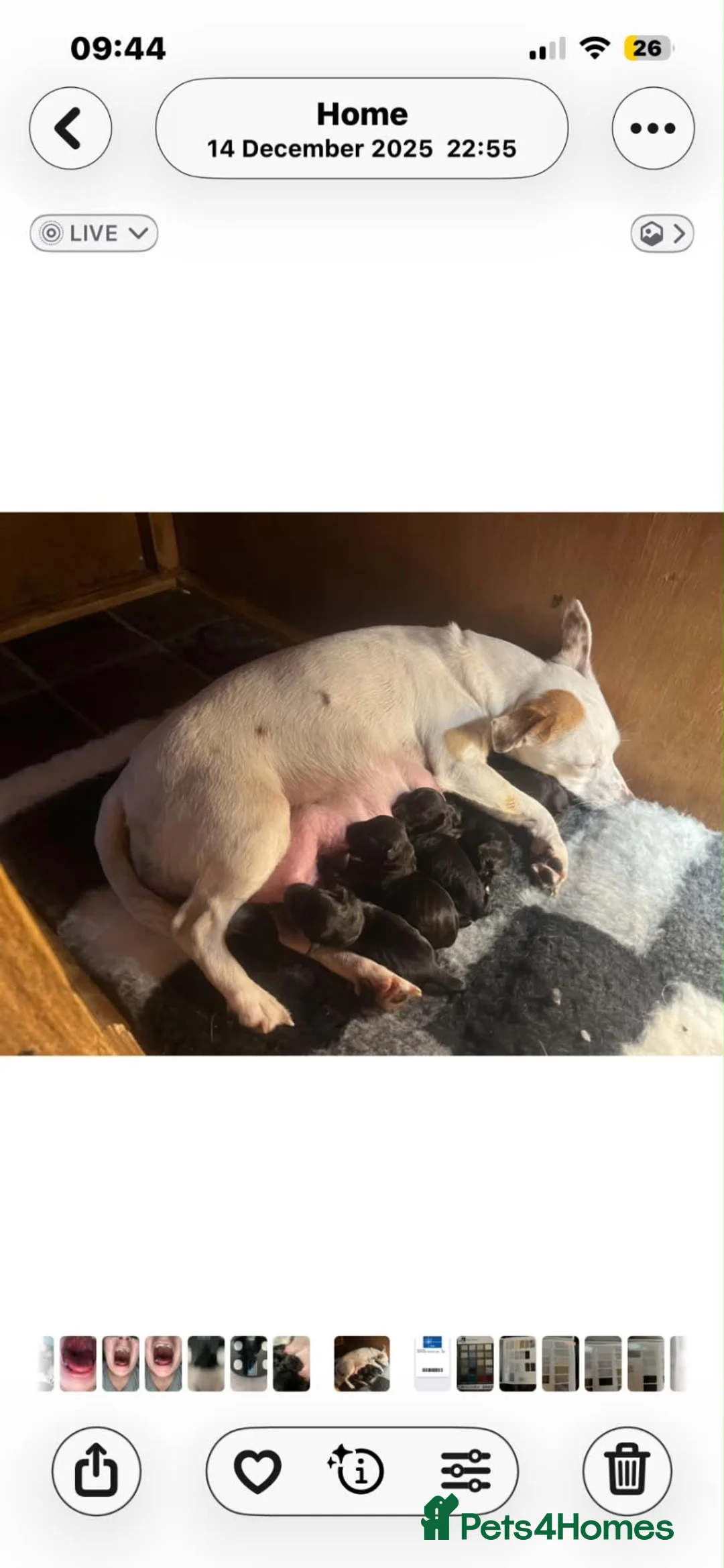 Patterjack dogs for sale: 2 stunning black patterjack girls  in Wallsend - Advert 7