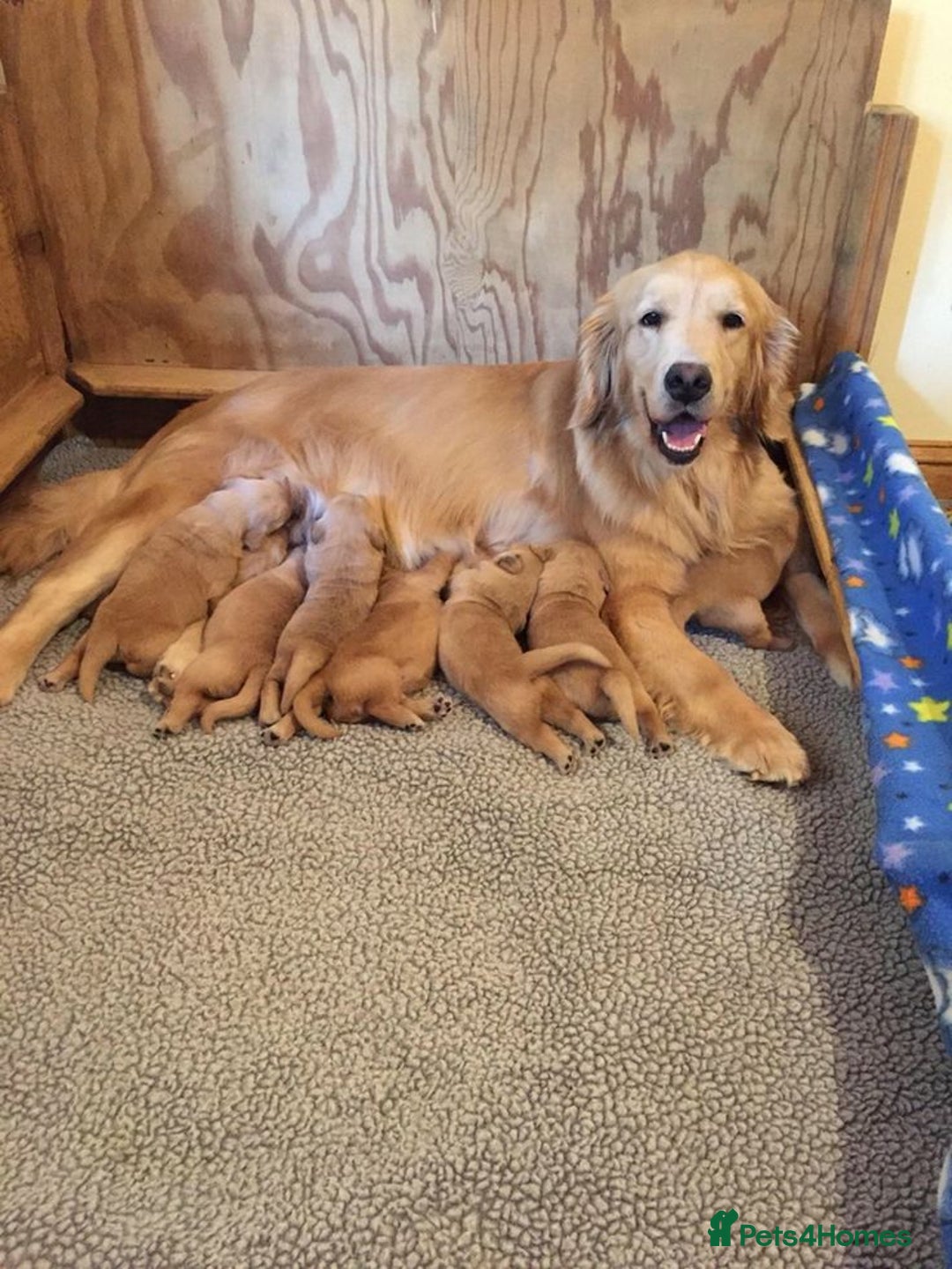 Goldador dogs for sale: Golden and Labrador retriever puppies ready 4love - Advert 2