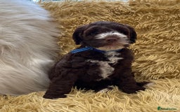 Mixed Breed dogs for sale: Mega Coated Schnockerpoo puppies - Image 26