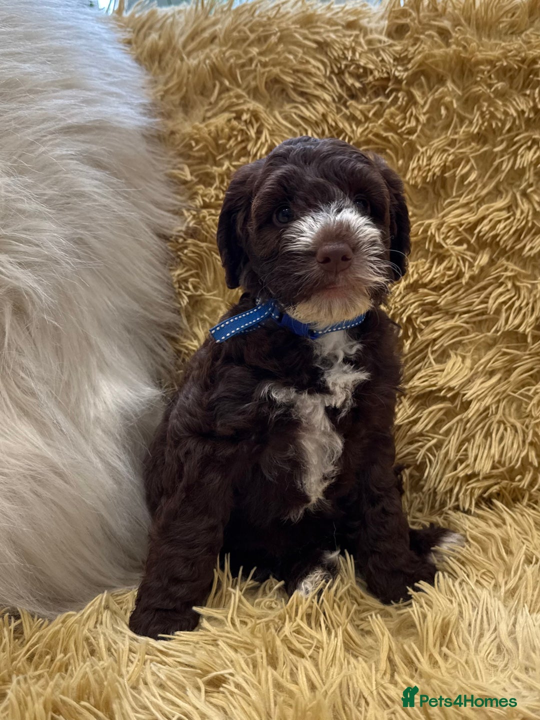 Mixed Breed dogs for sale: Mega Coated Schnockerpoo puppies - Image 26