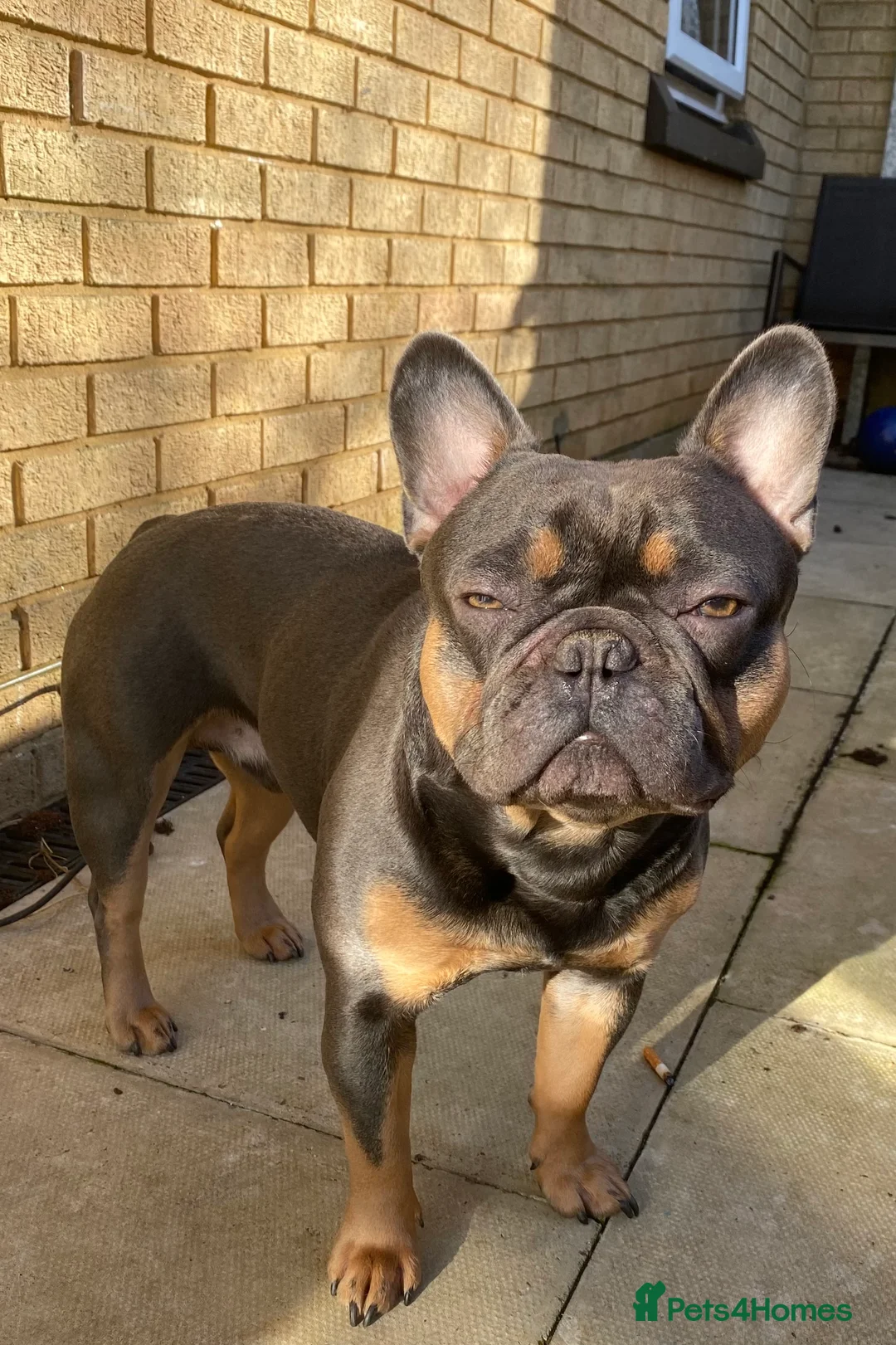 French Bulldog dogs for stud: Family Frenchie for Stud  - Advert 3