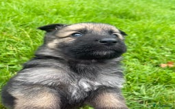German Shepherd dogs for sale: Outstanding long coat German shepherd puppies  - Image 21