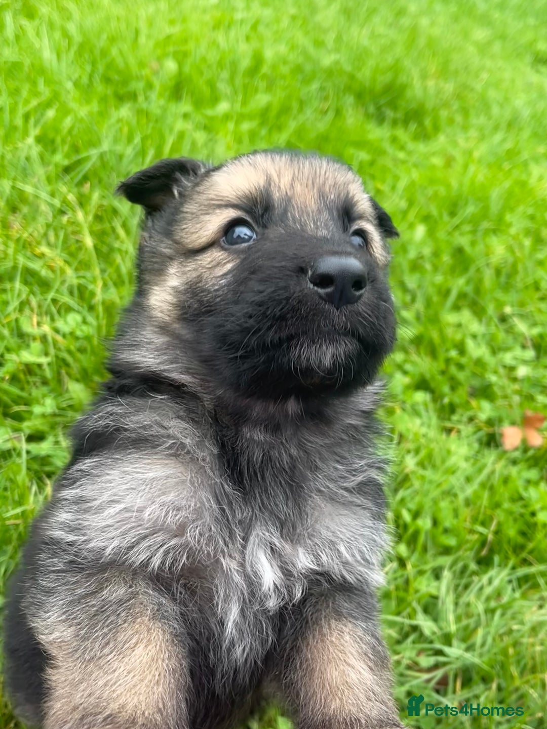 German Shepherd dogs for sale: Outstanding long coat German shepherd puppies  - Image 21