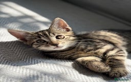 Mixed Breed cats for sale: Cat donation - Image 3