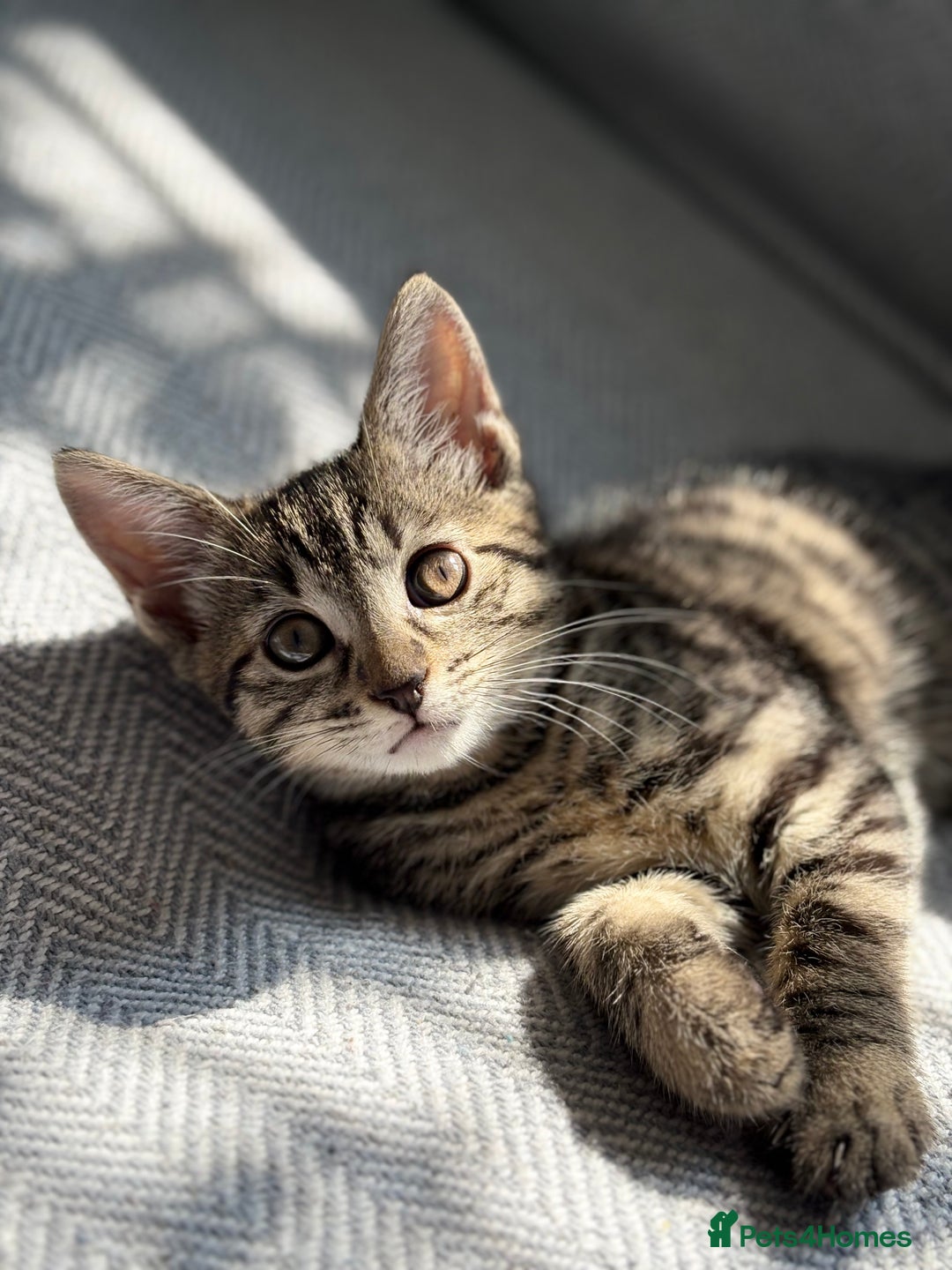 Mixed Breed cats for sale: Cat donation - Image 3