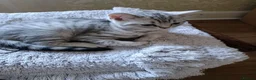 British Shorthair cats for sale: Beautiful kittens looking sweet home  - Advert 12