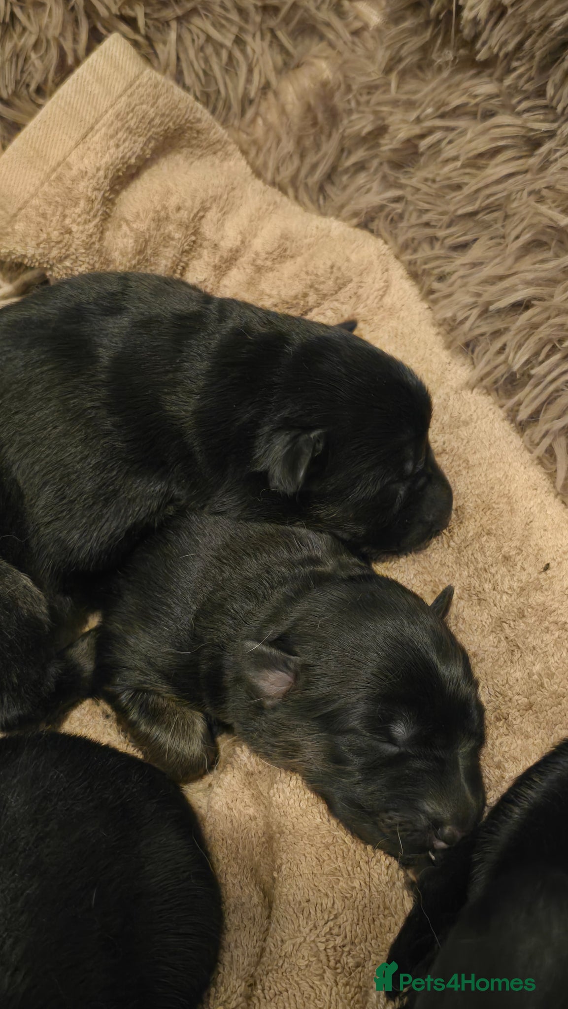 German Shepherd dogs German Shepherd Pups - just born 18.03 - Advert 2