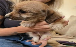 Dachshund dogs for sale: Dachshund x cavachon pups for sale - Image 16