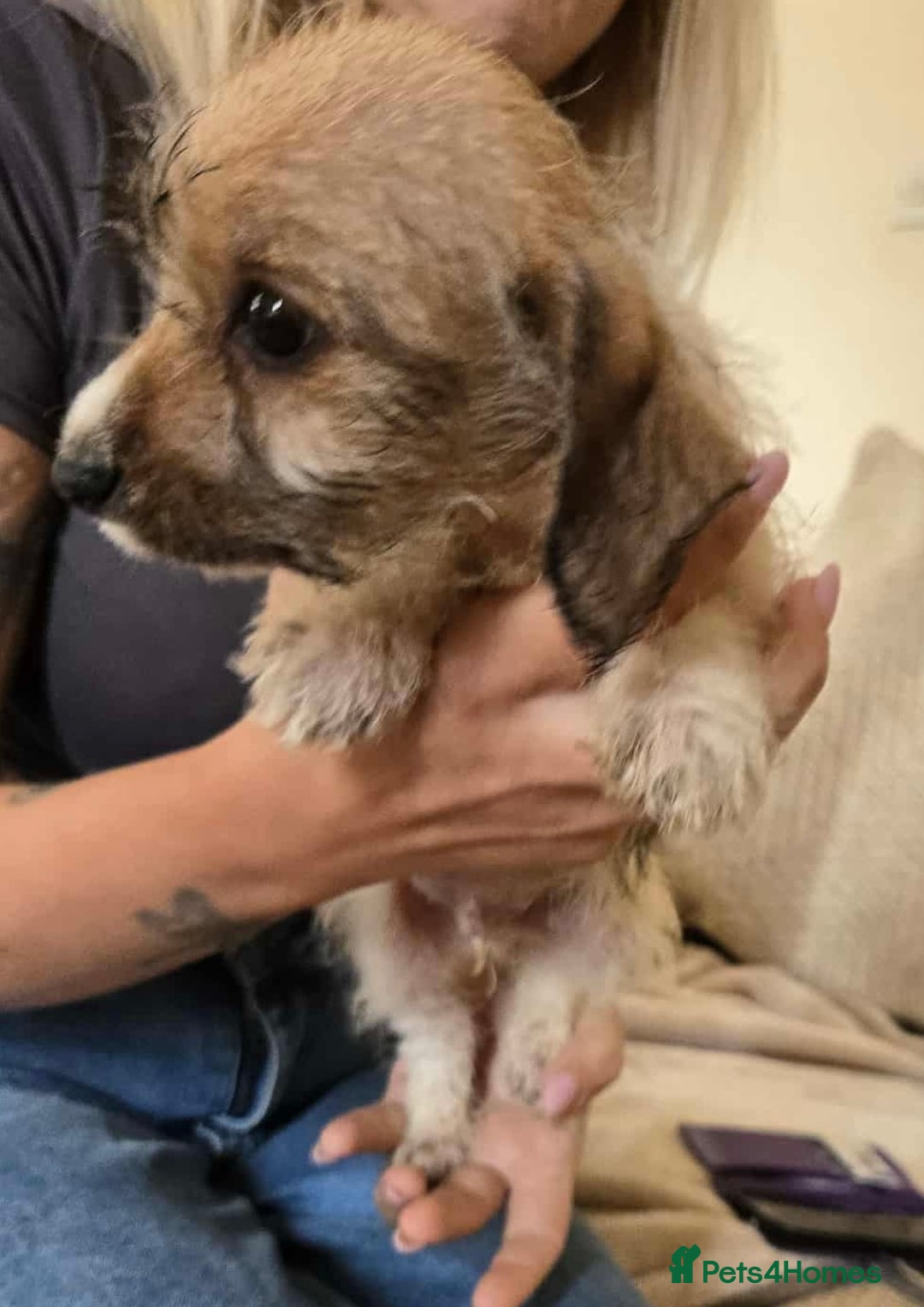 Dachshund dogs for sale: Dachshund x cavachon pups for sale - Image 16