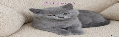 British Shorthair 2